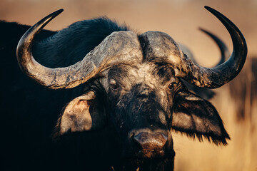 Close Up eines Kaffernbüffel (Syncerus caffer) in der Morgensinne am Ufer des Kwando River...