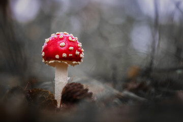 red fly agaric