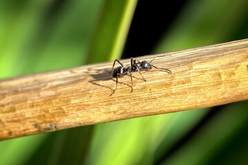 black ant in the garden