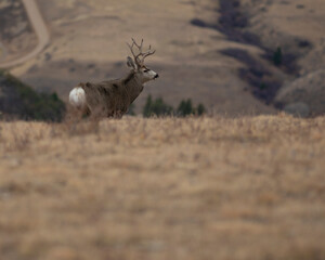 Montana mule deer buck with copy space