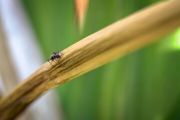 black ant in the garden