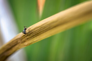 black ant in the garden