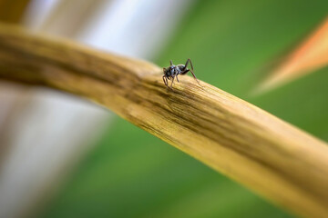black ant in the garden