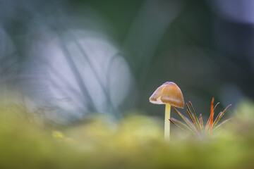 mushroom in the grass