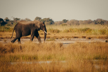 Einzelner Afrikanischer Elefant streift in der Abendsonne durch die Uferzone des Kwando (Caprivi, Namibia)