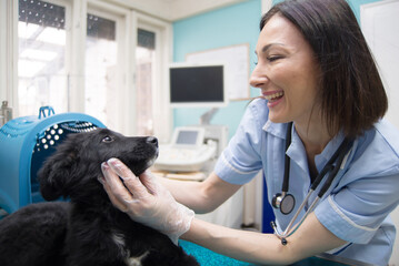 Woman veterinarian examining dog in veterinary clinic