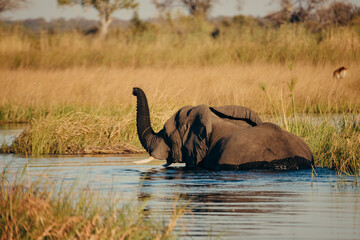 Einzelner Afrikanischer Elefant schwimmt in der Abendsonne mit gehobenem Rüssel durch den Kwando River (Caprivi, Namibia)