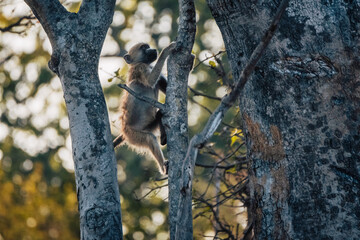Junger Bärenpavian (Papio ursinus) klettert auf einen Baum am Ufer des Kwando River (Caprivi, Namibia) kurz vor Sonnenuntergang