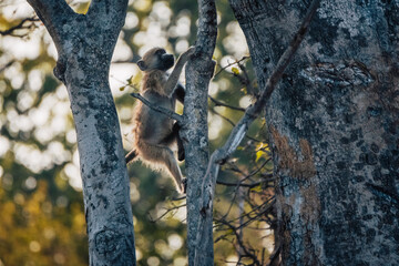 Junger Bärenpavian (Papio ursinus) klettert auf einen Baum am Ufer des Kwando River (Caprivi,...