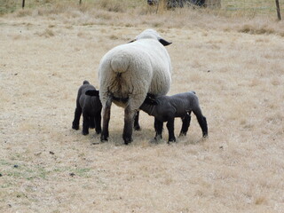 Front view of two black and grey Hampshire Down Sheep Lambs drinking from their Mommy,  displaying the rear view of the Ewe. Very loving and adorable photo. in Gauteng, South Africa