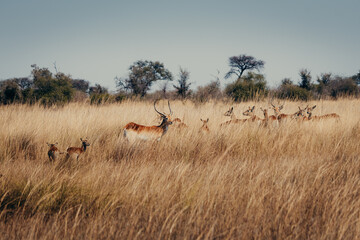 Letschwe Antilopen (Kobus leche) am Ufer des Kwando River, Caprivi, Namibia