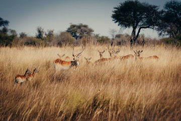 Fototapeta premium Letschwe Antilopen (Kobus leche) am Ufer des Kwando River, Caprivi, Namibia