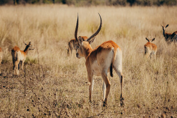 Männliche Letschwe Antilope (Kobus leche) am Ufer des Kwando River, Caprivi, Namibia