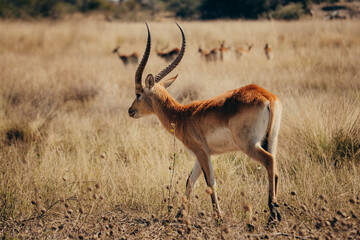 Männliche Letschwe Antilope (Kobus leche) am Ufer des Kwando River, Caprivi, Namibia