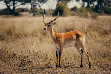 Portrait einer männlichen Letschwe Antilope (Kobus leche) am Ufer des Kwando River, Caprivi, Namibia