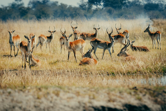 Letschwe Antilopen (Kobus leche) am Ufer des Kwando River, Caprivi, Namibia