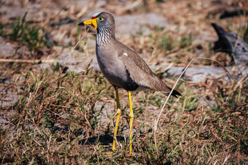Senegalkiebitz (Vanellus senegallus) am Ufer des Kwando (Caprivi, Namibia) in der Morgensonne