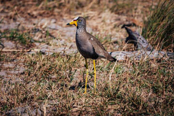 Senegalkiebitz (Vanellus senegallus) am Ufer des Kwando (Caprivi, Namibia) in der Morgensonne