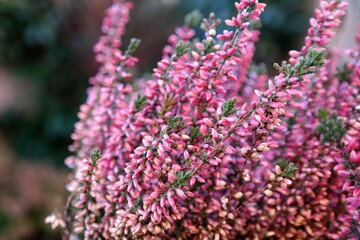 Blooming calluna heather with green tops. A vivid plant with bright pink en green colors, to use as seasonal background. The photo is made in front view.