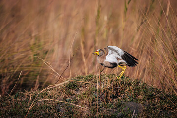 Senegalkiebitz (Vanellus senegallus) mit ausgebreiteten Flügeln am Ufer des Kwando (Caprivi, Namibia) in der Morgensonne