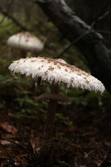 Umbrella fungus among the greenery in the forest in autumn 