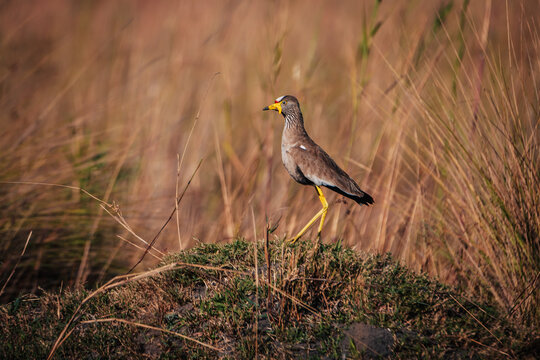 Senegalkiebitz (Vanellus senegallus) am Ufer des Kwando (Caprivi, Namibia) in der Morgensonne