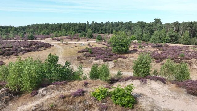 Heide or hei also heath vegetation consists of dwarf shrubs from the heather family. Flora in bloom in August in The Netherlands Sand ground nature park. Aerial drone overview.