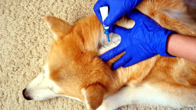 Treatment of dog from fleas and ticks. Application of drops to the  withers of a large red dog. Close-up of gloved hands, pipette with a remedy.