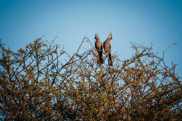 Ein Pärchen Graulärmvogel (Corythaixoides concolor) sitzt in trauter Zweisamkeitauf einem Baum am Ufer des Okavango (Namibia)