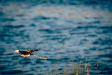 Blaustirn-Blatthühnchen (Actophilornis africanus) im Flug über den Kwando River (Caprivi, Namibia)