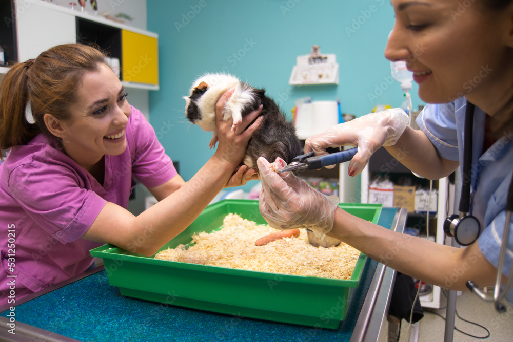 Women veterinarians examining and cutting claws of porpoise pet in veterinary clinic