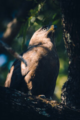 Bandschlangenadler (Circaetus cinerascens) sitzt in einem Baum am Ufer des Kwando (Caprivi, Namibia)