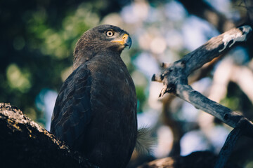 Bandschlangenadler (Circaetus cinerascens) sitzt in einem Baum am Ufer des Kwando (Caprivi, Namibia)