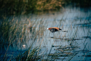 Blaustirn-Blatthühnchen (Actophilornis africanus) im Flug über den Kwando River (Caprivi, Namibia)
