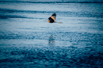 Blaustirn-Blatthühnchen (Actophilornis africanus) im Flug über den Kwando River (Caprivi, Namibia)