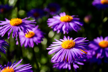 Fototapeta premium Purple flowers of Italian Asters