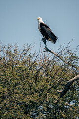 Schreiseeadler (Haliaeetus vocifer) auf einem Baum hockend