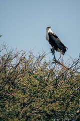 Schreiseeadler (Haliaeetus vocifer) auf einem Baum hockend