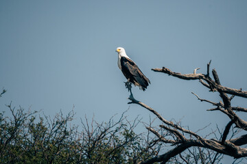 Schreiseeadler (Haliaeetus vocifer) auf einem Baum hockend