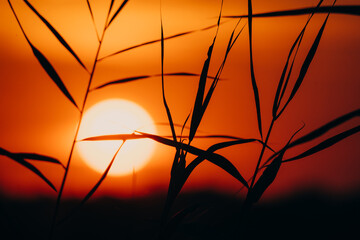 Untergehende Sonne am Kwando River mit Silhouette von Schilfblättern im Vordergrund (Caprivi Namibia)