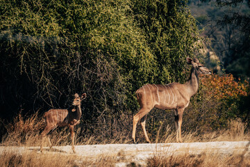 Weibliche Kudu-Antilope mit Kitz (Buffalo Park, Caprivi, Namibia)
