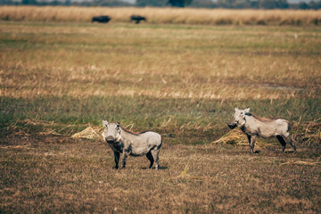 Warzenschwein-Pärchen im Marschland am Okavango (Caprivi, Namibia)