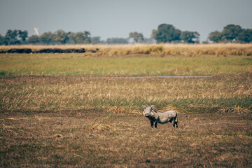 Warzenschwein im Marschland am Okavango (Caprivi, Namibia)
