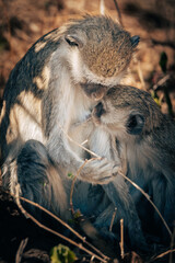 Südliche Grünmeerkatze schmust mit Baby im Buffalo-Park (Caprivi, Namibia)