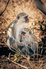 Südliche Grünmeerkatze mit säugendem Baby im Buffalo-Park (Caprivi, Namibia)