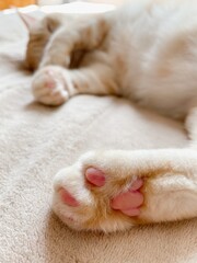 sleeping dog sleeping