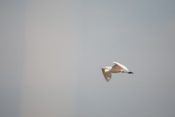 Silberreiher im Flug (Caprivi, Namibia)