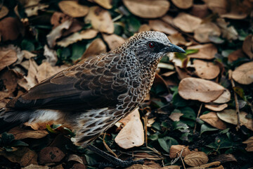 Porträt eines Braundrossling, der unter einem Baum am Okavango River nach Futter sucht (Namibia)