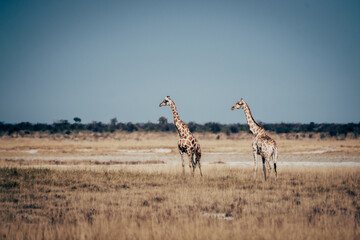 2 Giraffen in der Trockensavanne des Etosha Nationalparks (Namibia)