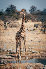 Portrait einer Giraffe im Etosha-Nationalpark mit Oryxantilope im Hintergrund (Namibia)